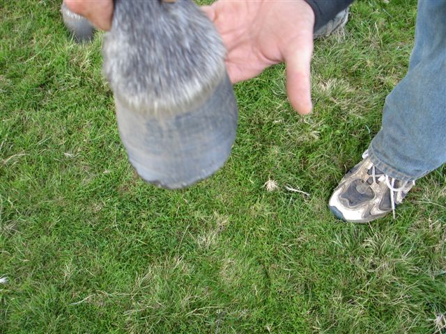 This is the right front. The pony was standing in grass and it was not easy to get a clear view of the foot so we thought picking it up may be easier. 