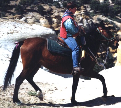 Competative trail horse