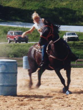 Grade gelding