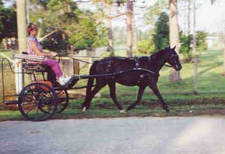 Trottingbred pony - shetland/saddlebred cross