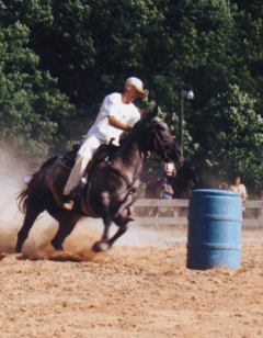 Appaloosa gelding