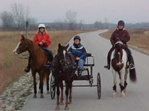 Trottingbred pony - shetland/saddlebred cross