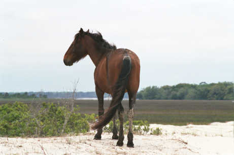 Dune Stallion