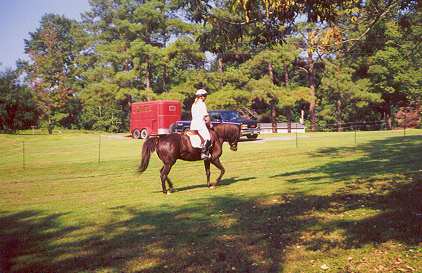 Mystery - dressage pony