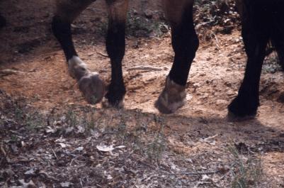 Closeup of bare feet on the trail