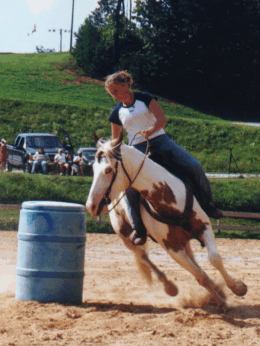 Paint gelding