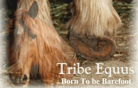 Tribe Equus