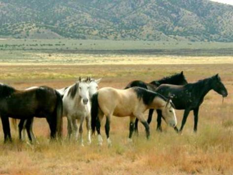Wild Horses of the Grasslands – Western . – Tribe Equus